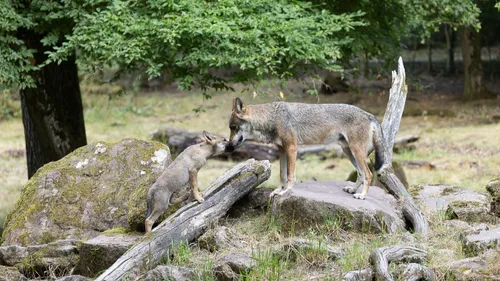 Sainte-Croix : le territoire des loups gris d'Europe s'agrandit