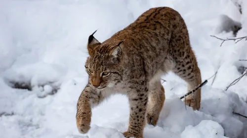 Idée de sortie : le Parc Animalier de Sainte-Croix à Rhodes en...