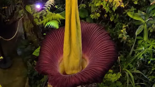 Nancy : affluence record pour le Pénis de Titan