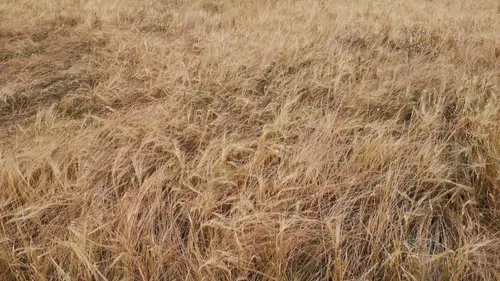 Météo : 2 départements lorrains en vigilance feux de forêt