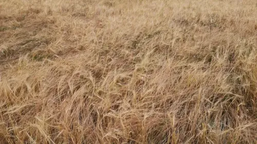 Moselle : le département placé en vigilance sévère pour les feux de...