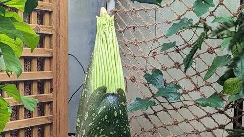 Nancy : l’Arum Titan va fleurir au Jardin Botanique Jean-Marie Pelt