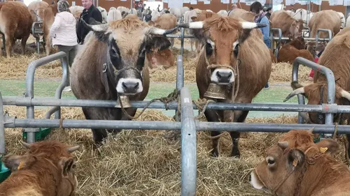 L'invité du jour : on vous dit tout sur le Salon de la basse à cour...
