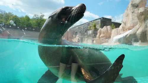 Découvrez les activités d’été du Zoo d’Amnéville ! 