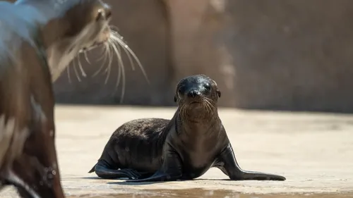 Carnet Rose : Naissance d’un bébé otarie au zoo d’Amnéville