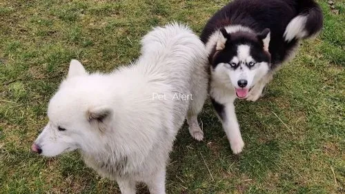 Lorraine : Deux chiens retrouvés grâce à la mobilisation des...