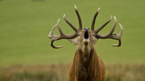 Top départ de la saison du brame du cerf au Parc Animalier de...