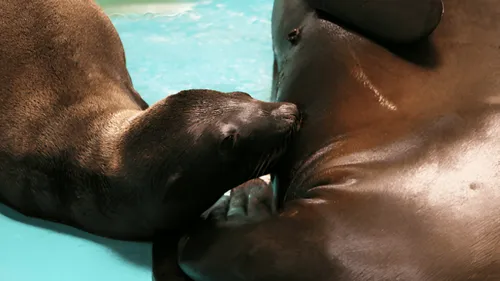 Carnet Rose : Naissance d'un bébé otarie au Zoo d'Amnéville