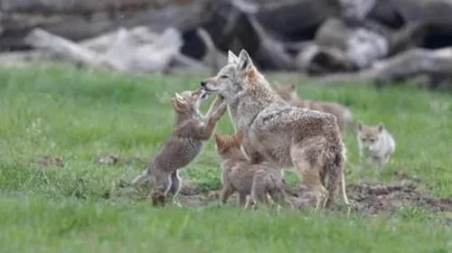 Babyboom au parc Sainte-Croix : un carnet rose bien rempli