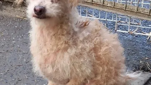 URGENCE ANIMAL AVEC L'ARPA 47 À BOÉ - MERCEDES, CANICHE DE 2 A 10...