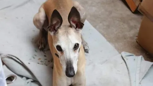 Urgence animal avec L'arpa 47 à Boé - Jenko, whippet de 8 ans...