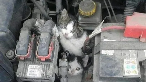 URGENCE ANIMAL AVEC L'ARPA 47 À BOÉ -  LES TEMPERATURES VONT...