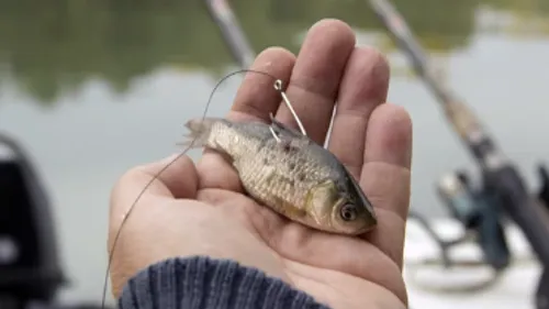 À la suite d'une pétition, ce magasin décide d'abandonner la vente...