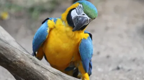 Mulhouse : un perroquet bloque la circulation des tramways à la...