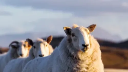 Des moutons errent à proximité de la RD83