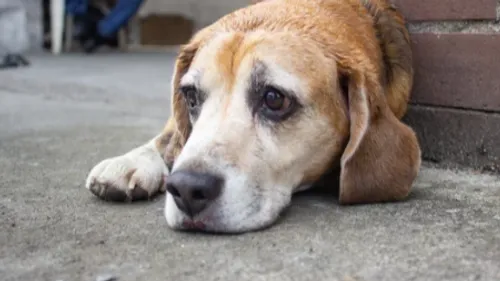 Un chien squelettique : son propriétaire reconnu coupable