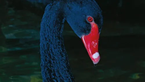 Schöne Welt, wo bist du? - Manfred Willmann