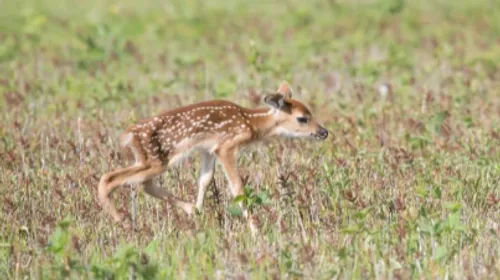Des faons repérés à temps grâce à un drone thermique : un...