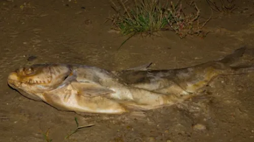 L’Ill frappée par une mortalité massive de poissons suite à un...