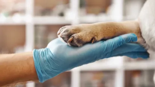 Stark, le chien martyrisé : affamé, assoiffé, brûlé. Son ancien...