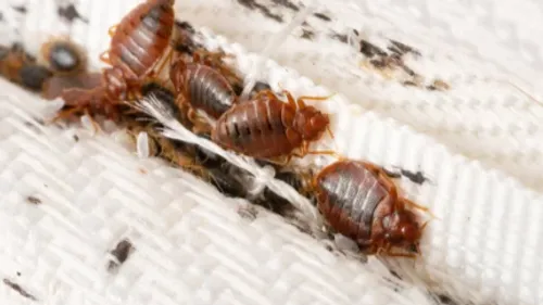 Invasion de punaises de lit et de cafards : une famille de...