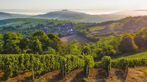 Le réchauffement climatique impacte nos vignobles