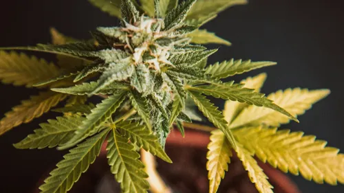 Strasbourg favorable à une expérimentation locale de la...