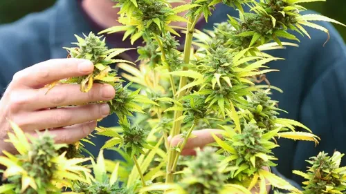 Cannabis à Strasbourg