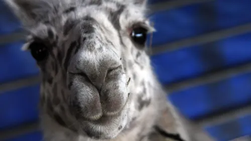 Un lama retrouvé en divagation sur la route de la Schlucht