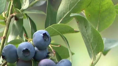 Cinq ressortissants serbes condamnés pour une cueillette excessive...