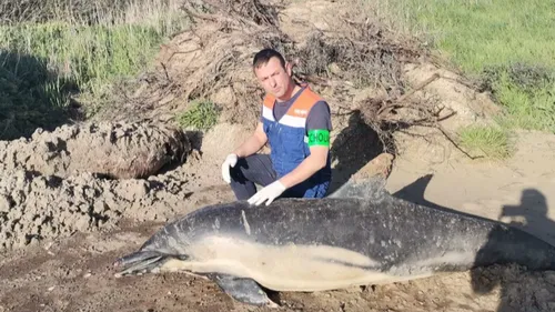 Deux dauphins échoués dans le Pas de Calais