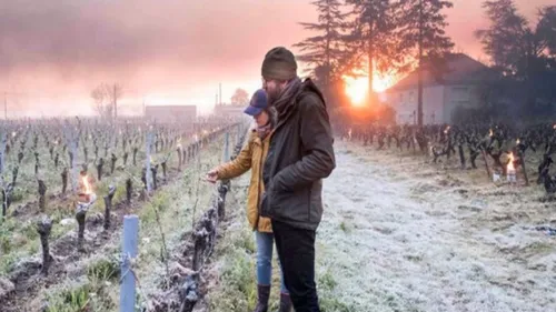 Gel : un scénario catastrophe pour les fruits