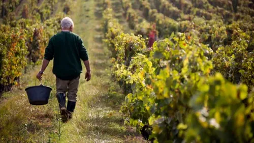 La fusion entre Bestheim et Wolfberger avortée : deux géants du vin...