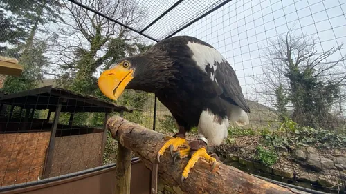 Kintzheim : dans les coulisses de la réouverture de la Volerie des...