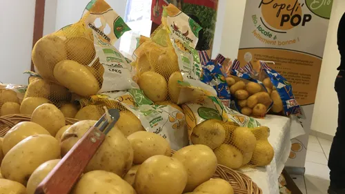 Les pommes de terre primeur sont arrivées malgré une météo qui...