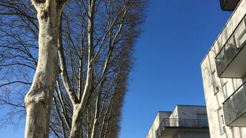 Strasbourg : une nouvelle technique d'effarouchement des corbeaux...