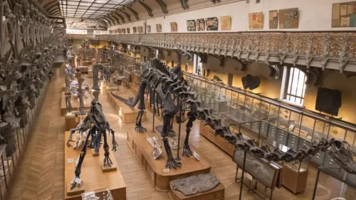 Vol spectaculaire d’or au Muséum d’Histoire naturelle : une...