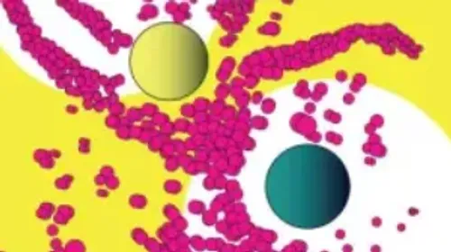 La Quinzaine de la Danse - Mulhouse