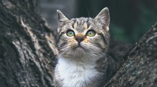 La SPA de Mulhouse suspend l'accueil des chats jusqu'au 28 août