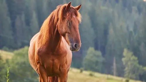 Cheval sauvé des eaux à Wissembourg