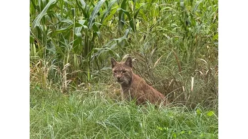 Le lynx boréal dans le Sundgau : un félin discret mais inoffensif...