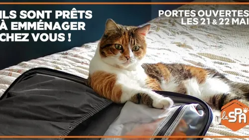 Inzinzac-Lochrist: la SPA vous ouvre ses portes tout ce week-end!