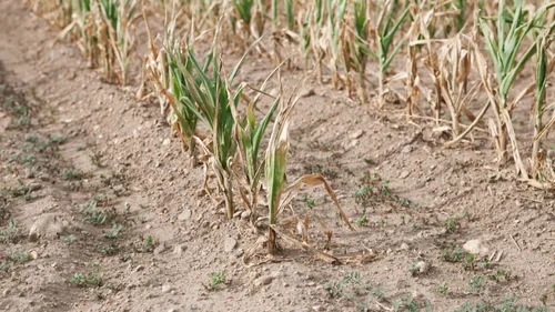 Sécheresse : une ferme maraîchère s'adapte avant l'été 