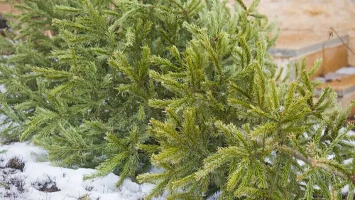 Que faire de vos sapins de Noël?