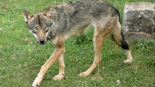 Loiret : l’hypothèse d’une seconde attaque de loup confirmée