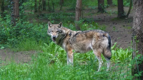 La présence du loup confirmée en Maine-et-Loire