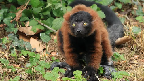 Carnet rose : un petit vari roux est né au Bioparc de Doué-la-Fontaine