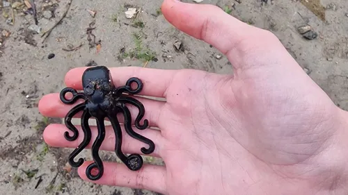 « Deux ans que nous recherchons cette pieuvre » : un adolescent de...