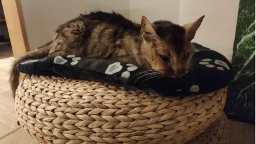 13 ans plus tard, Grizzli retrouve sa famille pour un "miracle de...