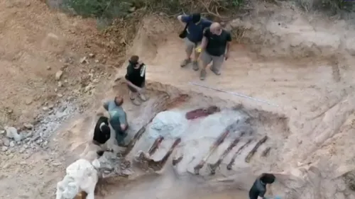 Portugal : un homme découvre des restes de dinosaures dans son jardin
